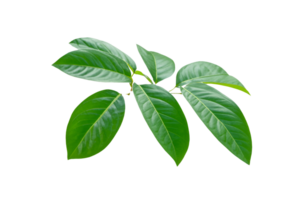 leaf-plant-isolated-on-transparent-background-png